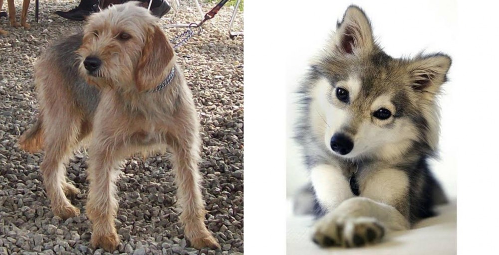 Miniature Siberian Husky vs Bosnian Coarse-Haired Hound - Breed Comparison