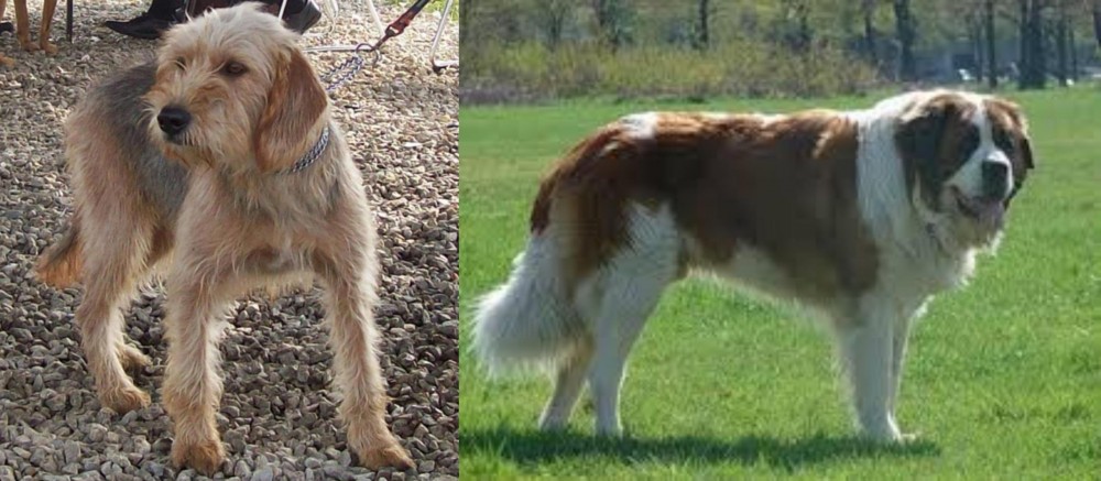 Moscow Watchdog vs Bosnian Coarse-Haired Hound - Breed Comparison