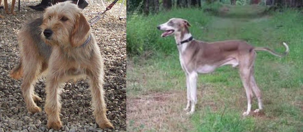Mudhol Hound vs Bosnian Coarse-Haired Hound - Breed Comparison