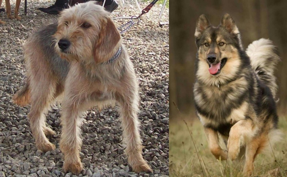 Native American Indian Dog vs Bosnian Coarse-Haired Hound - Breed Comparison