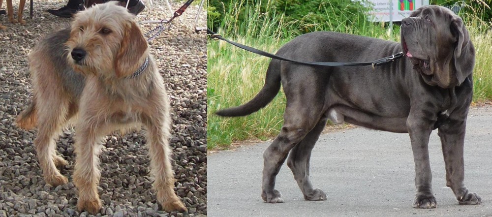 Neapolitan Mastiff vs Bosnian Coarse-Haired Hound - Breed Comparison