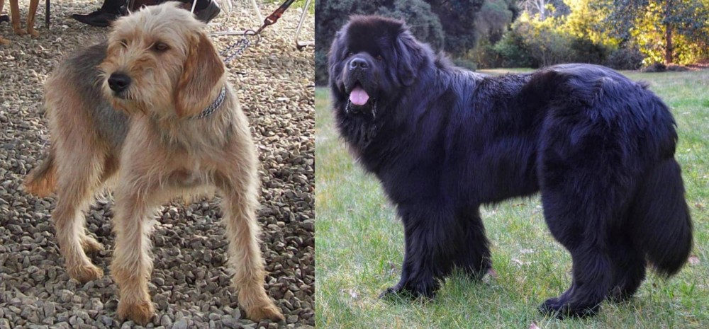 Newfoundland Dog vs Bosnian Coarse-Haired Hound - Breed Comparison