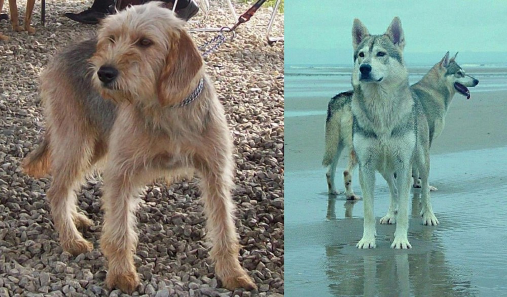 Northern Inuit Dog vs Bosnian Coarse-Haired Hound - Breed Comparison