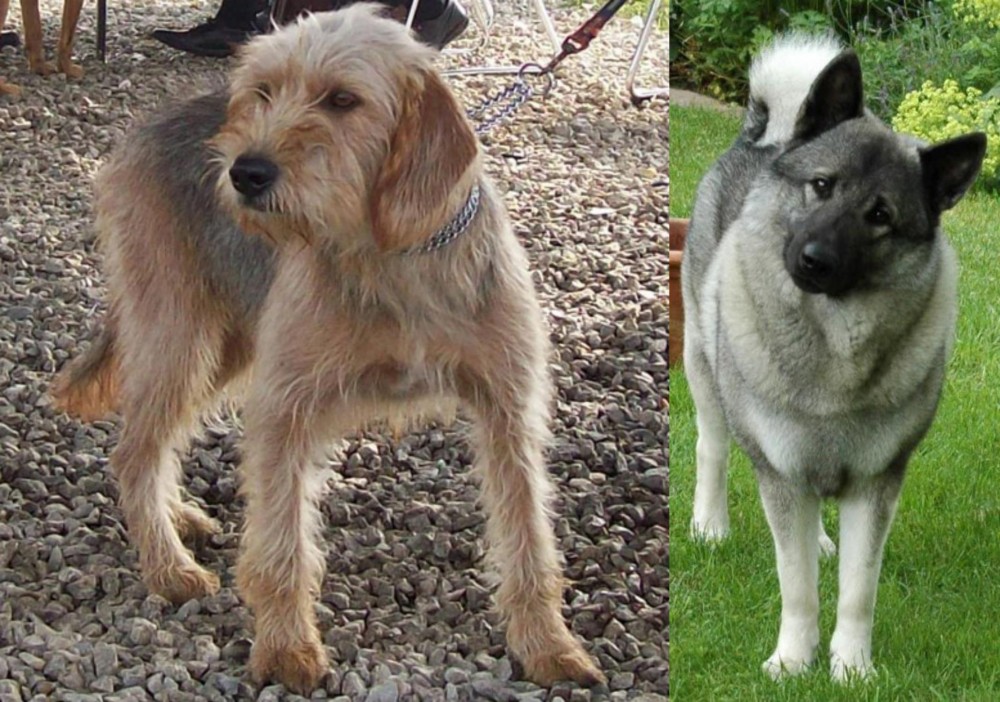 Norwegian Elkhound vs Bosnian Coarse-Haired Hound - Breed Comparison