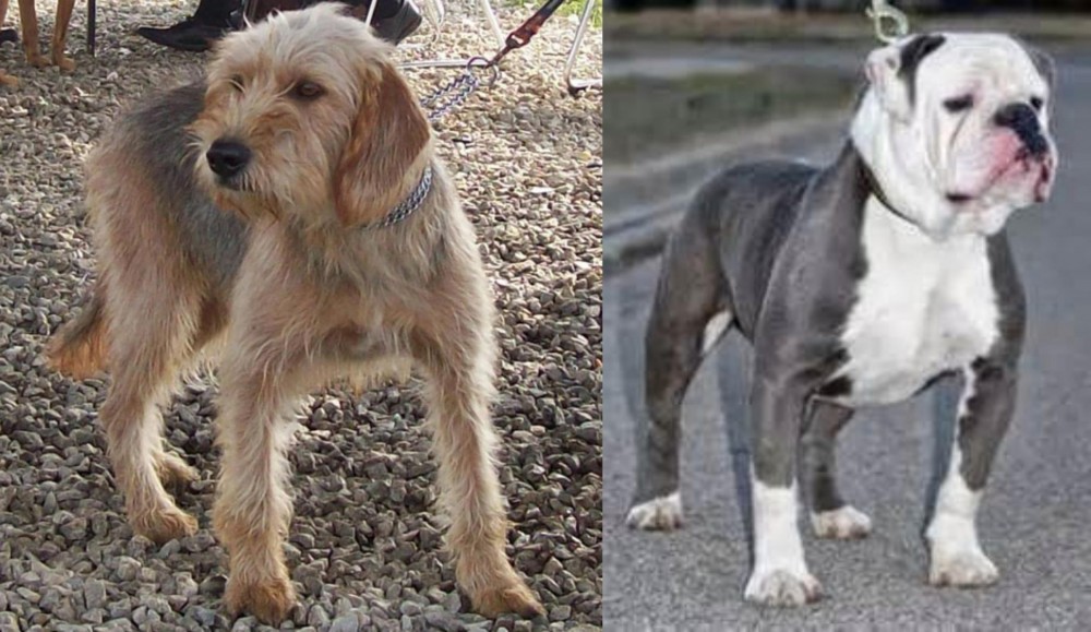 Old English Bulldog vs Bosnian Coarse-Haired Hound - Breed Comparison