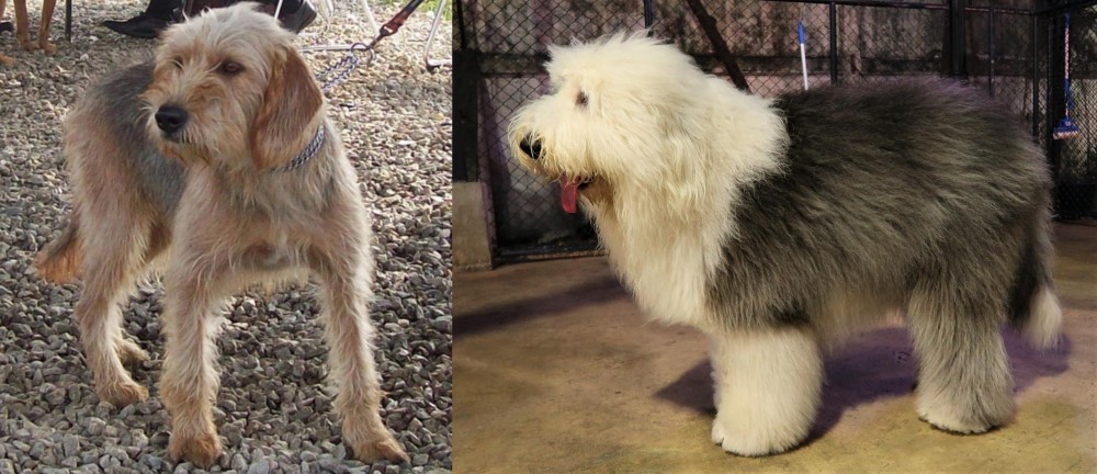 Old English Sheepdog vs Bosnian Coarse-Haired Hound - Breed Comparison