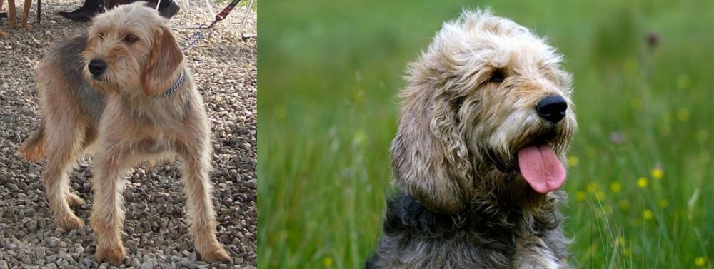 Otterhound vs Bosnian Coarse-Haired Hound - Breed Comparison