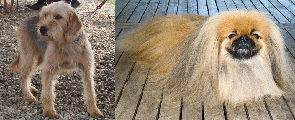 Pekingese vs Bosnian Coarse-Haired Hound - Breed Comparison