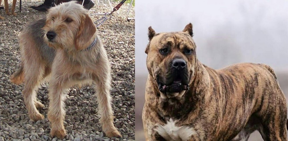 Perro de Presa Canario vs Bosnian Coarse-Haired Hound - Breed Comparison