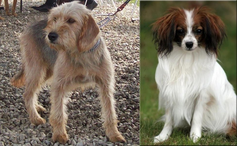 Phalene vs Bosnian Coarse-Haired Hound - Breed Comparison