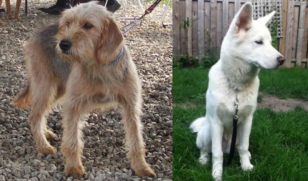 Phung San vs Bosnian Coarse-Haired Hound - Breed Comparison