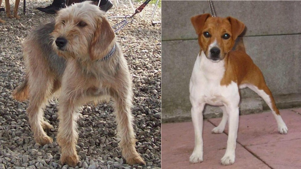 Plummer Terrier vs Bosnian Coarse-Haired Hound - Breed Comparison