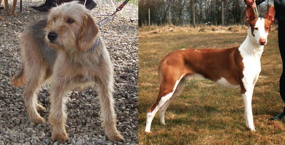 Podenco Canario vs Bosnian Coarse-Haired Hound - Breed Comparison