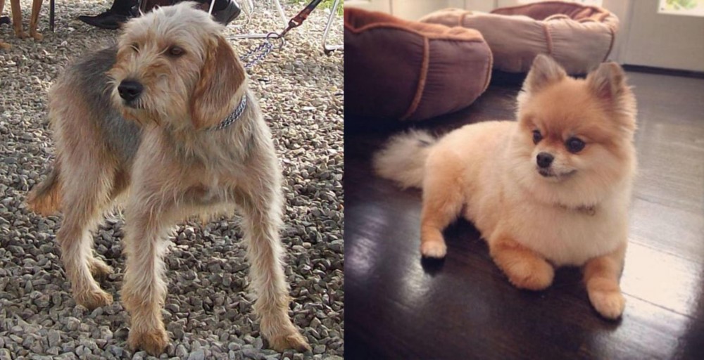 Pomeranian vs Bosnian Coarse-Haired Hound - Breed Comparison