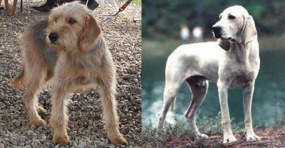 Porcelaine vs Bosnian Coarse-Haired Hound - Breed Comparison