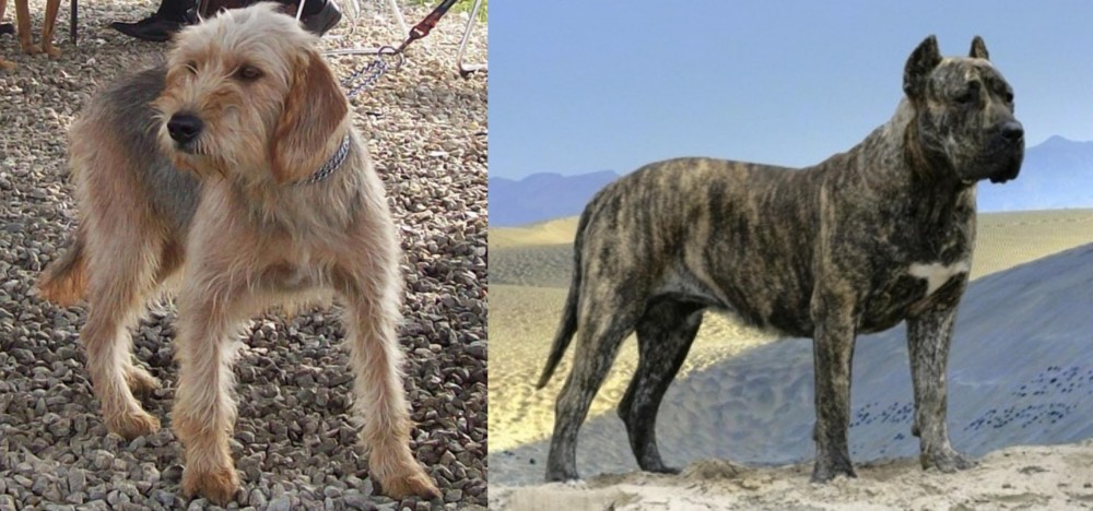 Presa Canario vs Bosnian Coarse-Haired Hound - Breed Comparison