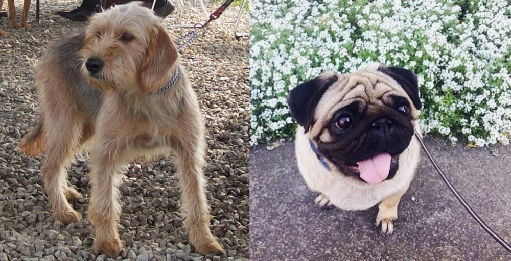 Pug vs Bosnian Coarse-Haired Hound - Breed Comparison