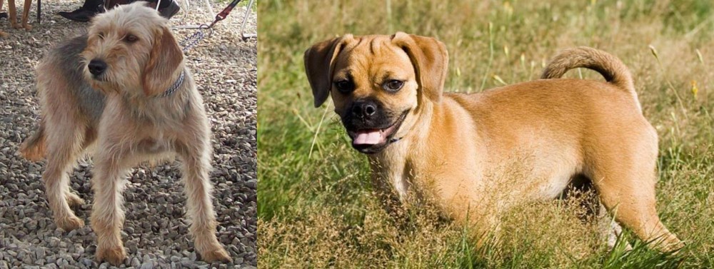Puggle vs Bosnian Coarse-Haired Hound - Breed Comparison