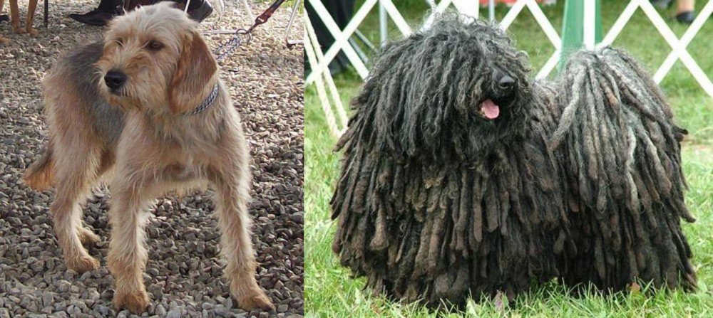 Puli vs Bosnian Coarse-Haired Hound - Breed Comparison