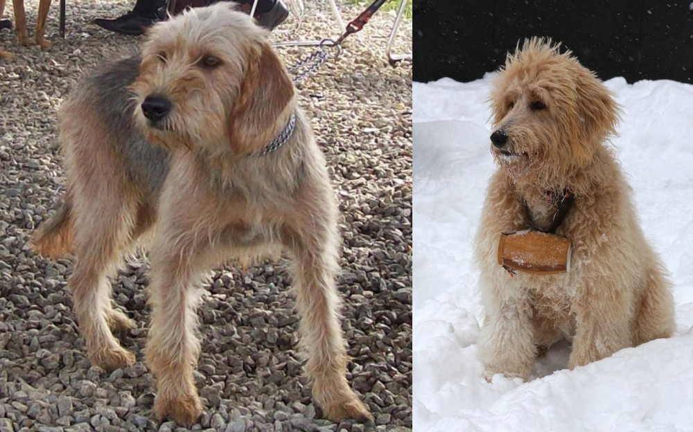 Pyredoodle vs Bosnian Coarse-Haired Hound - Breed Comparison