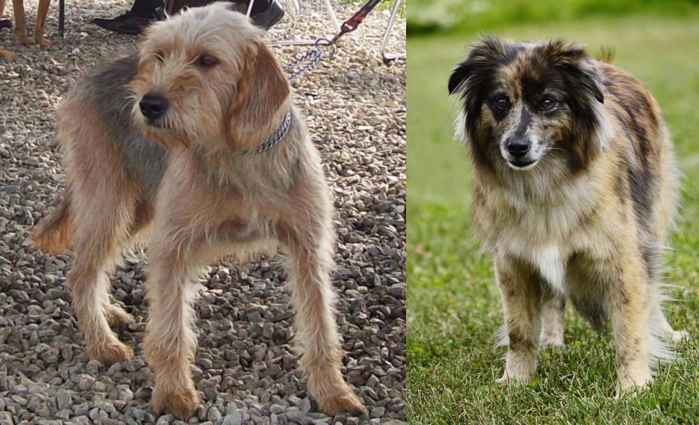 Pyrenean Shepherd vs Bosnian Coarse-Haired Hound - Breed Comparison