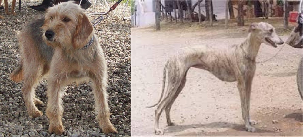 Rampur Greyhound vs Bosnian Coarse-Haired Hound - Breed Comparison
