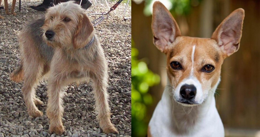 Rat Terrier vs Bosnian Coarse-Haired Hound - Breed Comparison