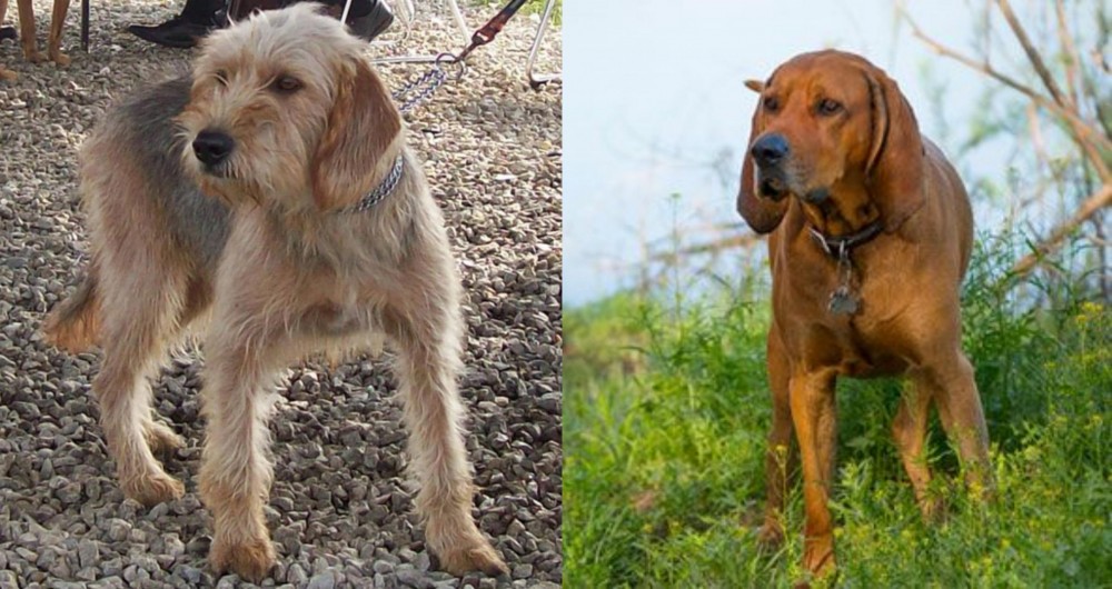 Redbone Coonhound vs Bosnian Coarse-Haired Hound - Breed Comparison