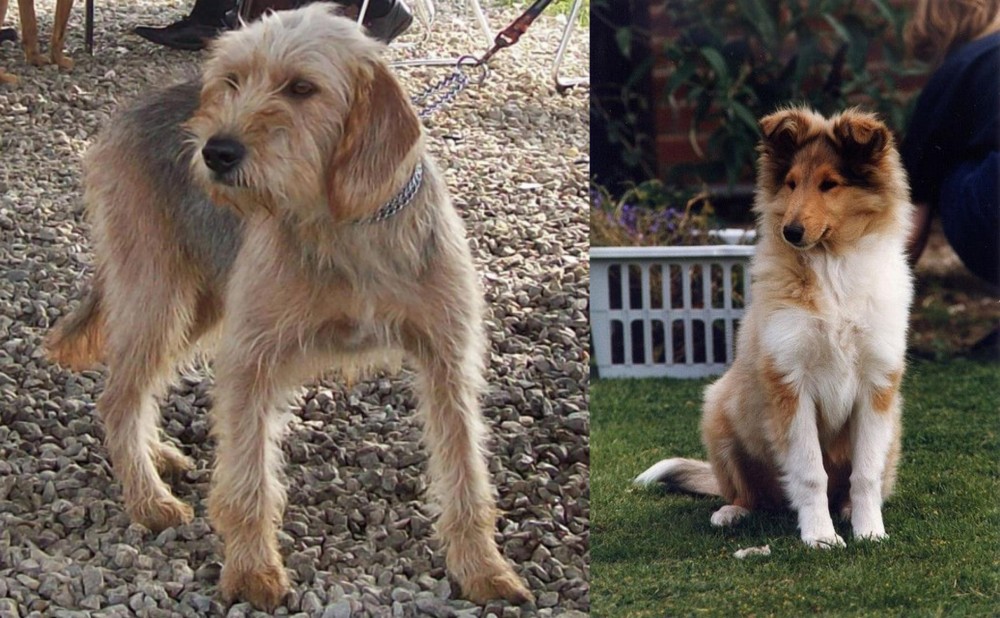 Rough Collie vs Bosnian Coarse-Haired Hound - Breed Comparison