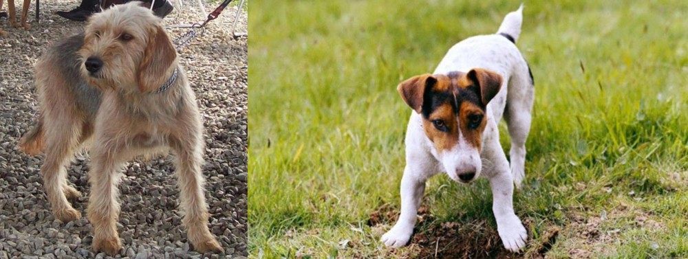 Russell Terrier vs Bosnian Coarse-Haired Hound - Breed Comparison