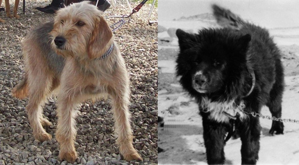 Sakhalin Husky vs Bosnian Coarse-Haired Hound - Breed Comparison