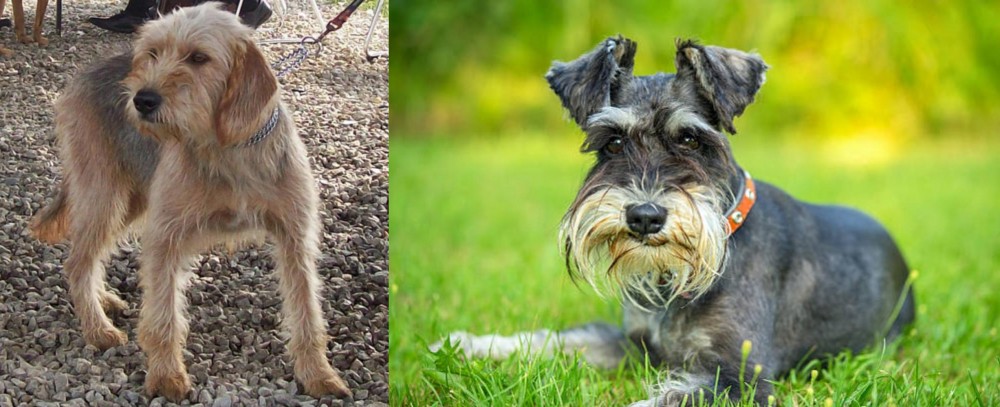 Schnauzer vs Bosnian Coarse-Haired Hound - Breed Comparison