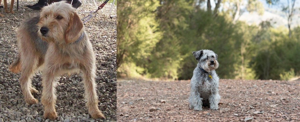 Schnoodle vs Bosnian Coarse-Haired Hound - Breed Comparison
