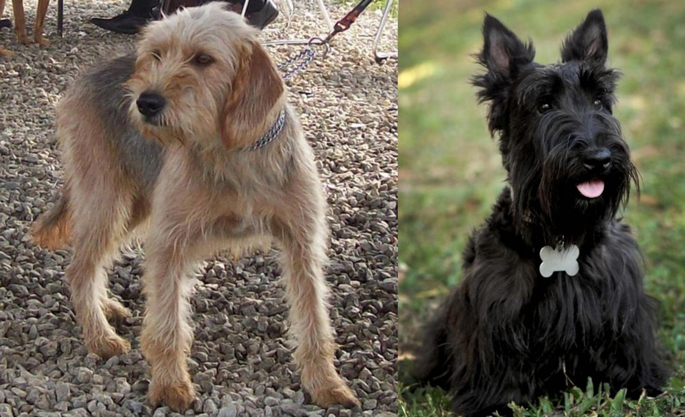 Scoland Terrier vs Bosnian Coarse-Haired Hound - Breed Comparison
