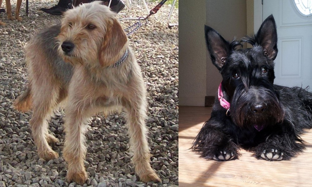 Scottish Terrier vs Bosnian Coarse-Haired Hound - Breed Comparison