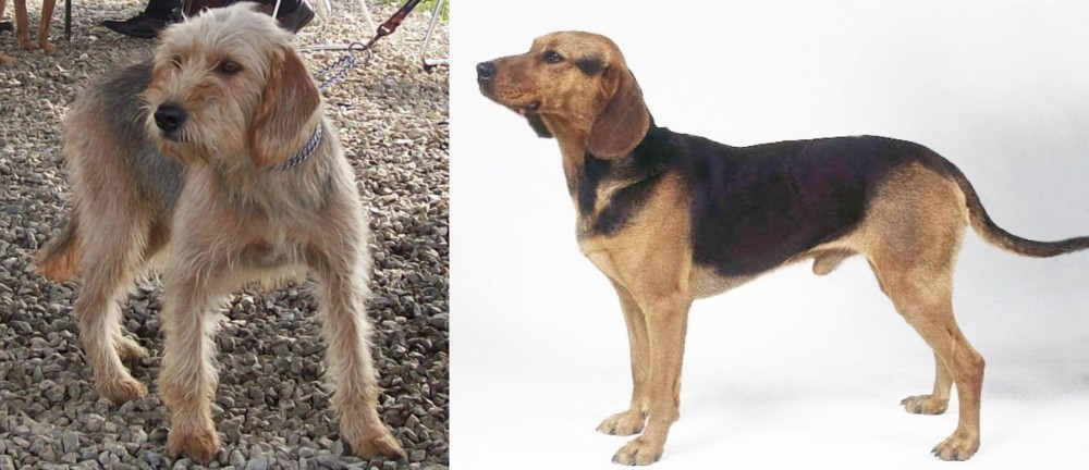 Serbian Hound vs Bosnian Coarse-Haired Hound - Breed Comparison