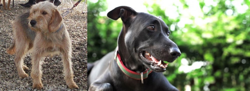 Shepard Labrador vs Bosnian Coarse-Haired Hound - Breed Comparison