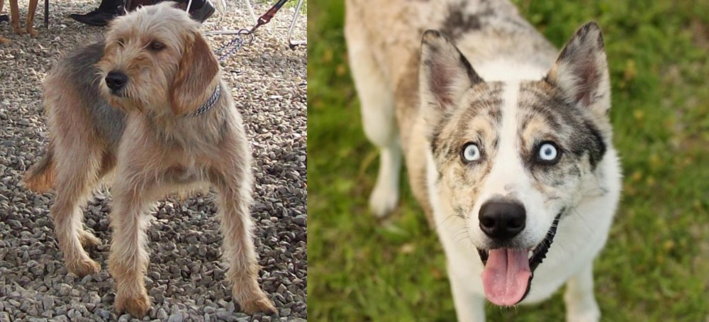 Shepherd Husky vs Bosnian Coarse-Haired Hound - Breed Comparison