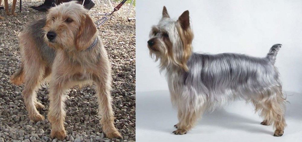 Silky Terrier vs Bosnian Coarse-Haired Hound - Breed Comparison