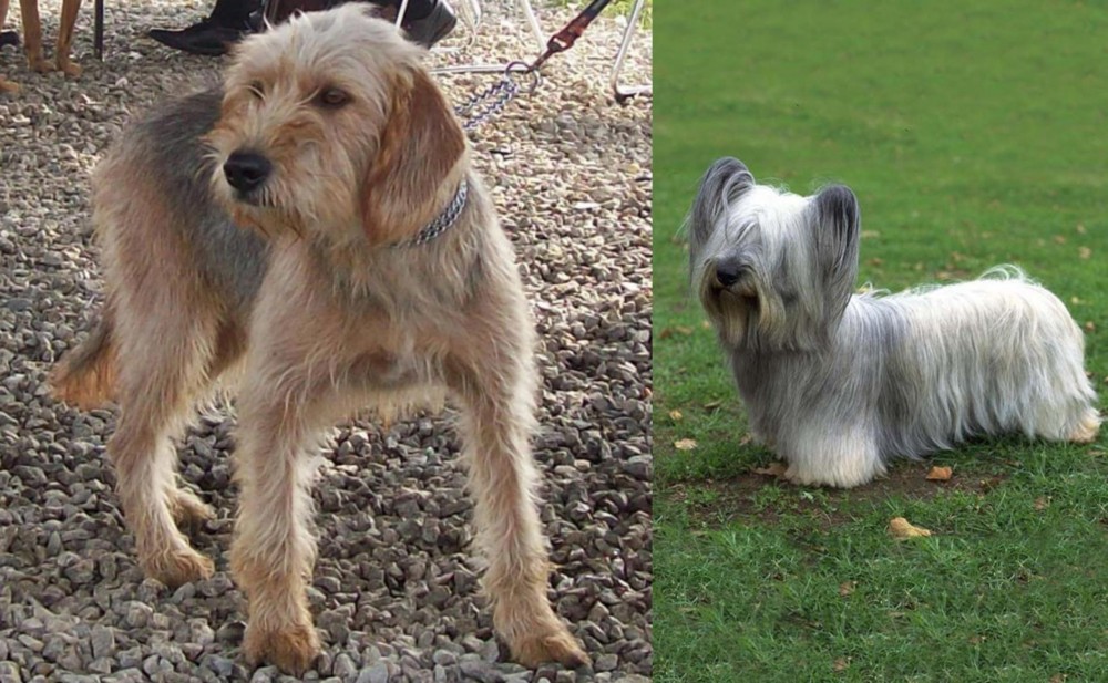 Skye Terrier vs Bosnian Coarse-Haired Hound - Breed Comparison