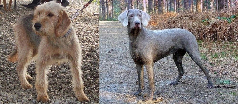 Slovensky Hrubosrsty Stavac vs Bosnian Coarse-Haired Hound - Breed Comparison