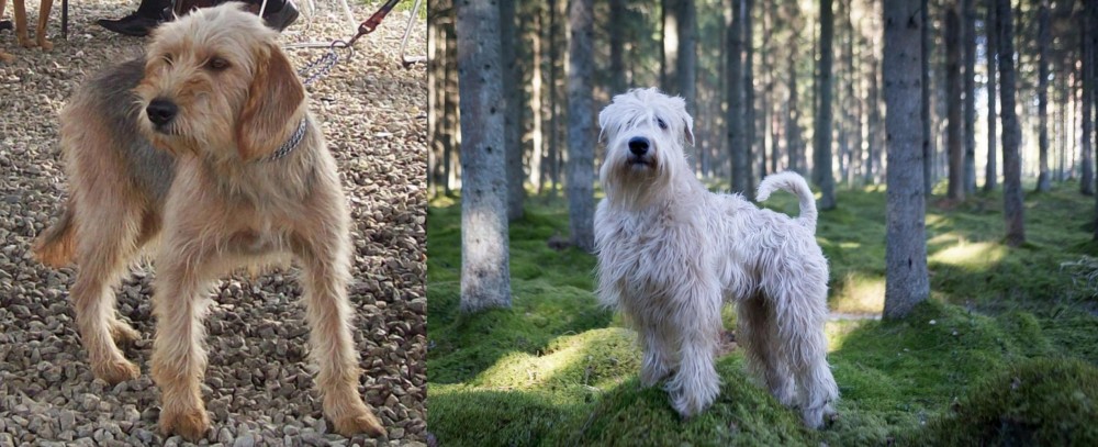 Soft-Coated Wheaten Terrier vs Bosnian Coarse-Haired Hound - Breed Comparison