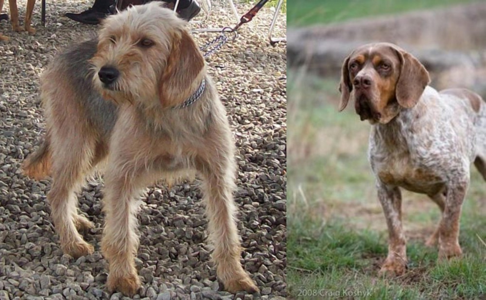 Spanish Pointer vs Bosnian Coarse-Haired Hound - Breed Comparison