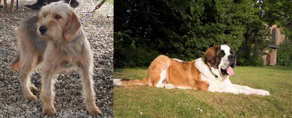 St. Bernard vs Bosnian Coarse-Haired Hound - Breed Comparison