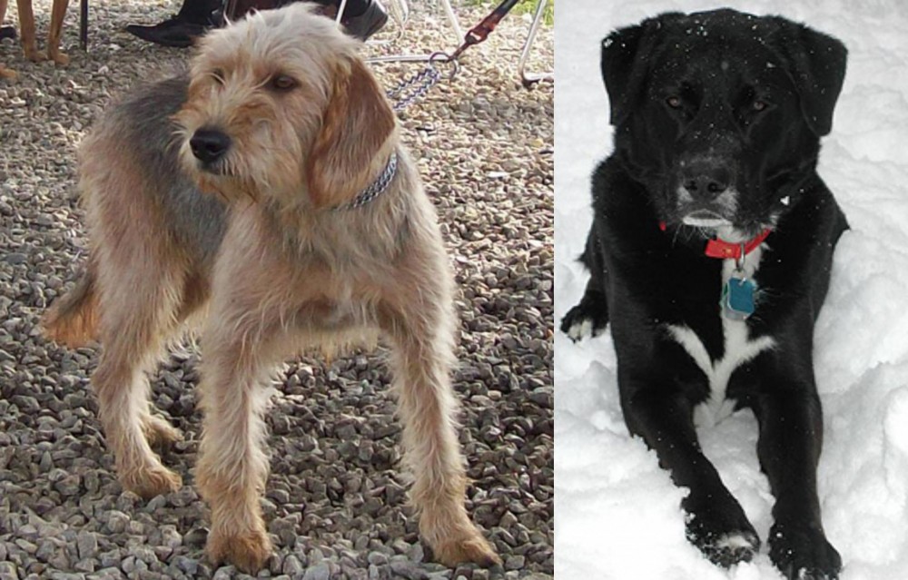 St. John's Water Dog vs Bosnian Coarse-Haired Hound - Breed Comparison