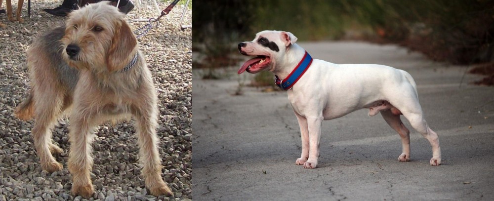 Staffordshire Bull Terrier vs Bosnian Coarse-Haired Hound - Breed Comparison