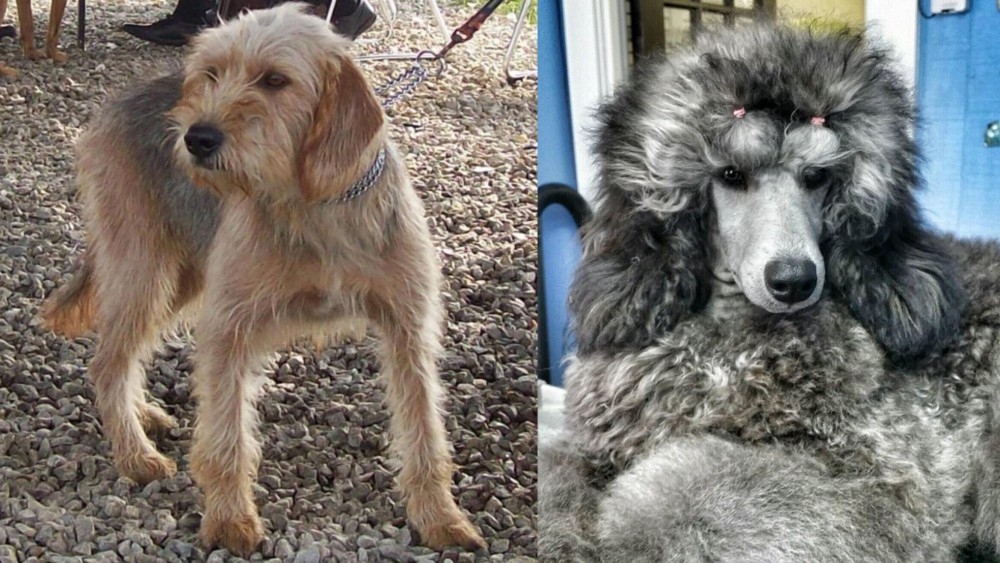 Standard Poodle vs Bosnian Coarse-Haired Hound - Breed Comparison