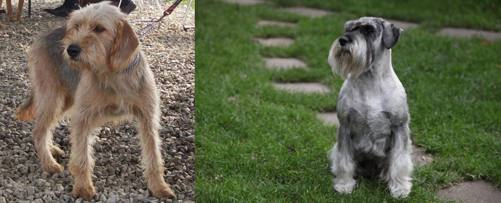 Standard Schnauzer vs Bosnian Coarse-Haired Hound - Breed Comparison
