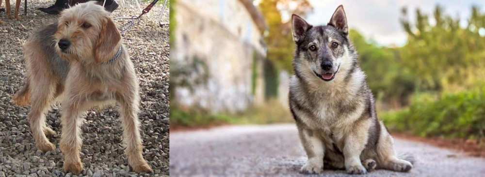 Swedish Vallhund vs Bosnian Coarse-Haired Hound - Breed Comparison