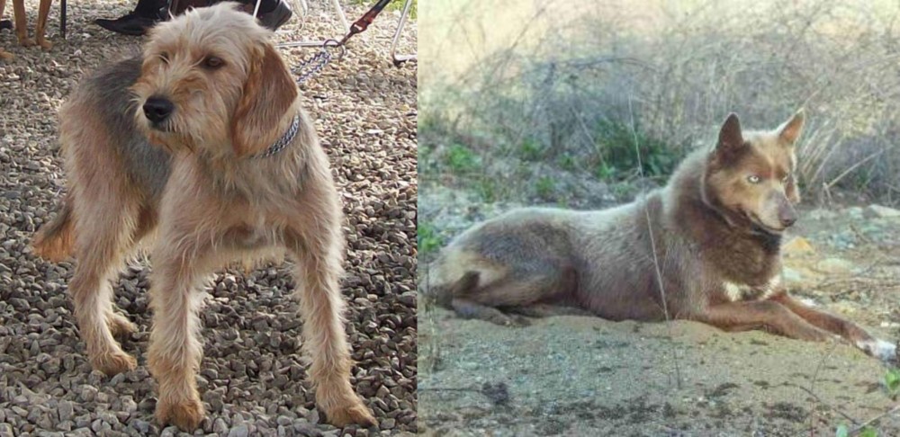 Tahltan Bear Dog vs Bosnian Coarse-Haired Hound - Breed Comparison